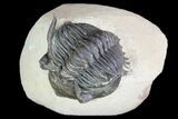 Metacanthina Trilobite - Lghaft, Morocco #74877-1
